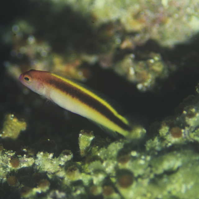 Lubbockichthys tanakai